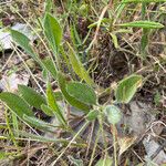 Scorpiurus vermiculatus Leaf