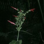Dianthera secunda Květ