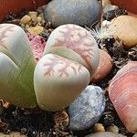 Lithops karasmontana Leaf