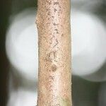 Syzygium cordemoyi Corteza