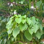 Hura crepitans Leaf