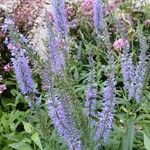 Veronica longifolia 形態