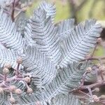 Acacia baileyana Leaf