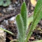 Meconopsis punicea Leaf