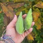 Asclepias syriacaFruitua