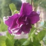 Petunia spp.Flor