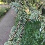 Picea asperata Feuille