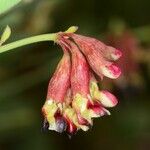 Hosackia crassifolia 花