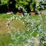 Artemisia absinthiumLeaf