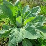 Verbascum phlomoides পাতা