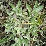 Antennaria parvifolia Листок