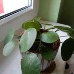 Pilea peperomioides Blad