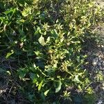 Rumex roseus Leaf