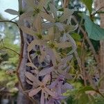 Petrea volubilis Цвят