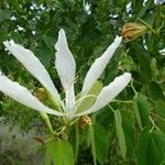 Bauhinia forficata Flor