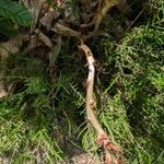 Orobanche rapum-genistae Corteza