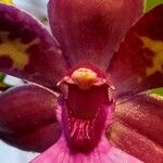 Zygopetalum maculatum Прочее