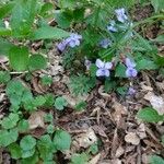 Viola rivinianaFlower