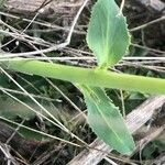 Euphorbia serrata Leaf