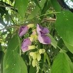 Clitoria fairchildiana Leaf