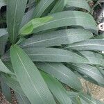 Setaria palmifolia برگ