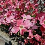 Cornus floridaFlower