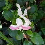 Hibiscus rosa-sinensis Žiedas