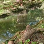 Taxodium distichum عادت داشتن