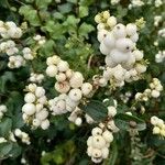 Symphoricarpos albus Φρούτο