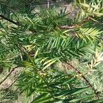Torreya californica Hoja