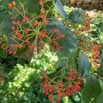 Viburnum sieboldii Flower