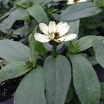 Zinnia spp. Habit