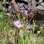 Hesperantha petitiana Habit