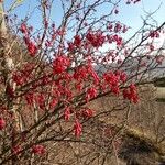 Berberis vulgaris Плід