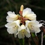 Rhododendron irroratum 花