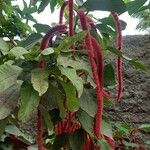 Acalypha hispidaautre