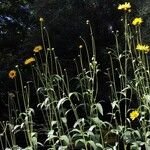 Helianthus pauciflorus Folla