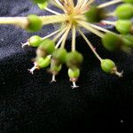 Aralia cachemirica Агульны выгляд