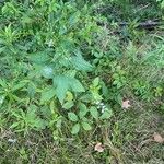 Verbena urticifolia Žiedas