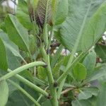 Nicotiana glauca Blad