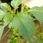 Acalypha indica Blad