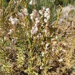 Linaria nivea Flor