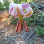 Lilium kelloggii Flower