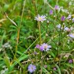 Symphyotrichum oolentangiense 花