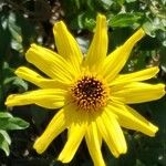 Encelia californica花