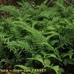 Polypodium × mantoniae Habit