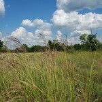 Bothriochloa bladhii ശീലം