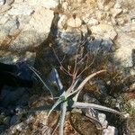 Aloe divaricata Hábito