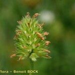 Trifolium squamosum Frucht