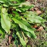 Rumex patientia Blatt